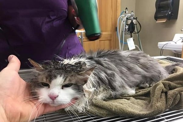 Terkubur Salju, Kucing Membeku Ini 'Hidup Lagi'