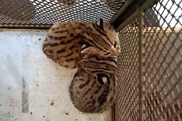 Kukang Jawa, Buaya Muara, 2 Kucing Hutan Diselamatkan BKSDA