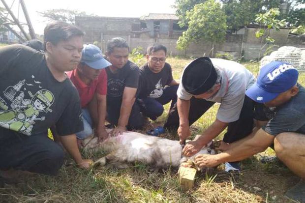 Semangat Berbagi, Warga Cluster Acacia GDC Berkurban 5 Sapi dan 17 Kambing