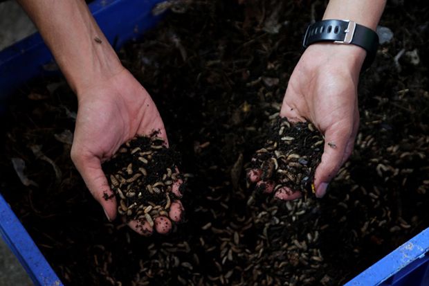 Teknologi Black Soldier Fly, Cara Surabaya Kurangi Limbah Rumah Tangga