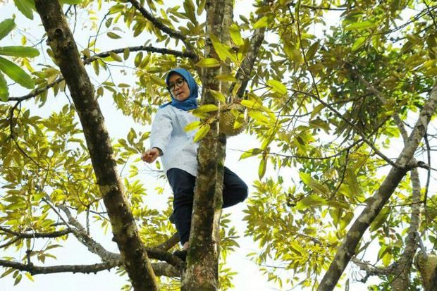 Viral! Bupati Lebak Panjat Pohon Demi Buah Durian
