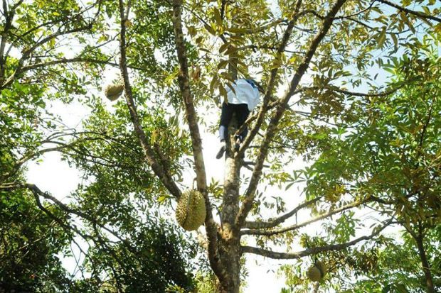 Viral! Bupati Lebak Panjat Pohon Demi Buah Durian