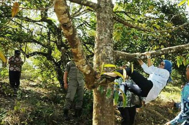 Viral! Bupati Lebak Panjat Pohon Demi Buah Durian