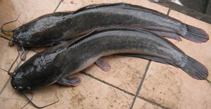 Ikan Air Tawar yang Sering Dikonsumsi Masyarakat Indonesia