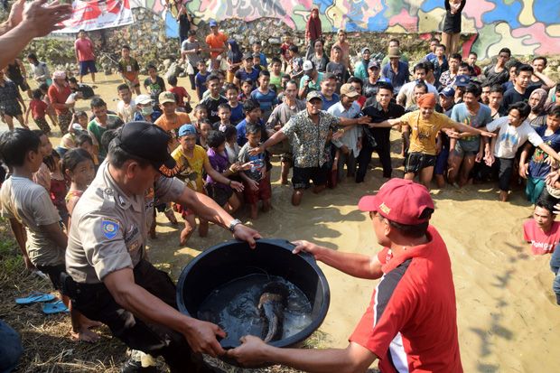Serunya Berebut Ikan Lele di Kali Sadang Semarang