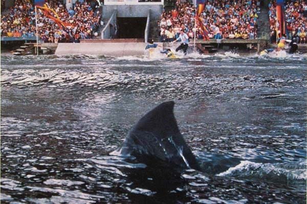 10 Film Teror Hiu Terbaik dari Era Jaws hingga Kini