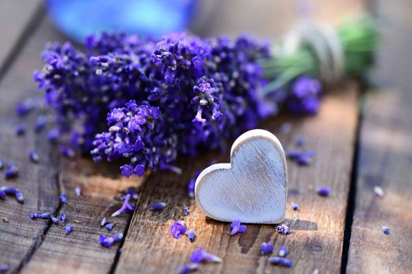Lavender
