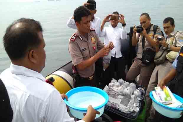Ribuan Ekor Baby Lobster Dilepaskan di Pulau Manis