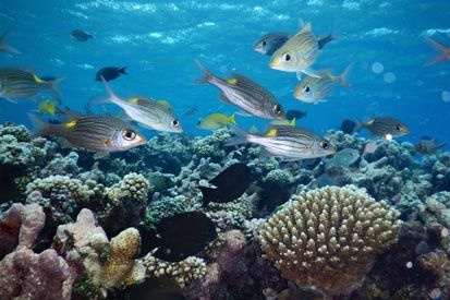 Terumbu Karang Terindah di Dunia, Raja Ampat Urutan Pertama