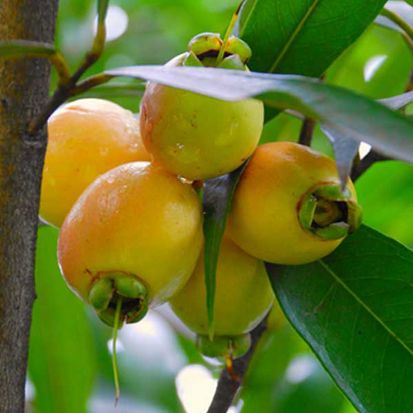 Buah Asli Indonesia Ini Nyaris Punah, Apa Saja?