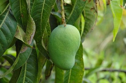 10 Jenis Pohon Buah yang Cocok Ditanam di Pekarangan