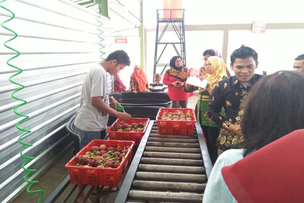 Manggis Asal Sumbar Diekspor ke China
