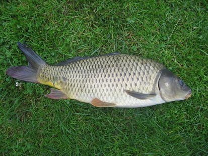 Ikan Air Tawar yang Sering Dikonsumsi Masyarakat Indonesia