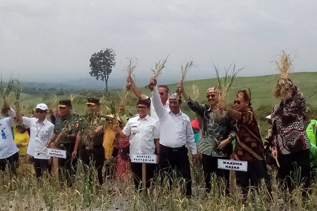 Panen Bawang Putih di Banyuwangi, Mentan Optimistis Swasembada
