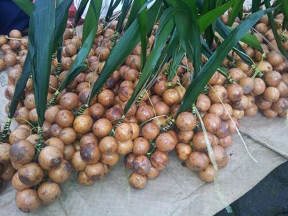 Buah Asli Indonesia Ini Nyaris Punah, Apa Saja?
