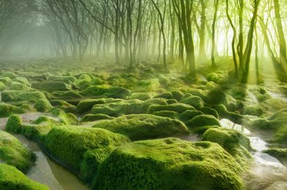 Hutan Paling Indah Nan Misterius di Dunia, Berani ke Sana?