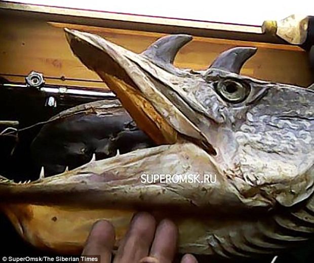 Ikan di Sungai Irtysh Siberia Diklaim Bermutasi jadi Menyeramkan