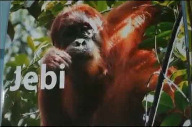 Orangutan Tercerdas di Dunia Ada di Aceh Selatan
