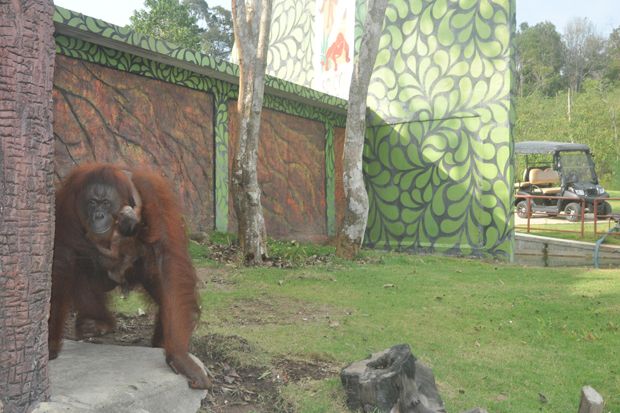 Lucunya Bayi Orangutan yang Lahir di Taman Safari Lagoi Bintan