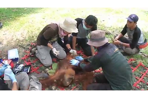 Orangutan Berhasil Dievakuasi dari Perkebunan Sawit di Langkat