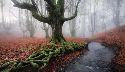 Hutan Paling Indah Nan Misterius di Dunia, Berani ke Sana?
