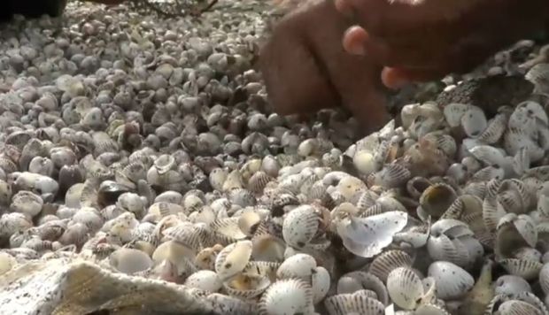 Unik, Puluhan Ribu Kerang Terdampar di Pantai Sendangsikucing Kendal