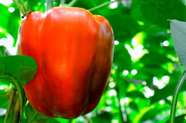 Paprika Tutur, Sayur Eksotis Berkualitas Kaya Vitamin