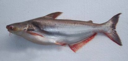 Ikan Air Tawar yang Sering Dikonsumsi Masyarakat Indonesia
