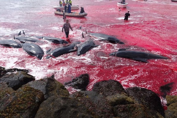 Horor, Faroe Islands Digenangi Darah saat 180 Paus Dibantai