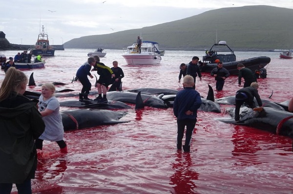 Horor, Faroe Islands Digenangi Darah saat 180 Paus Dibantai