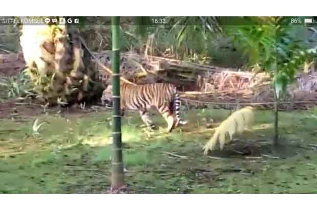 Harimau Berkeliaran di Pemukiman Warga, Ini Penampakannya