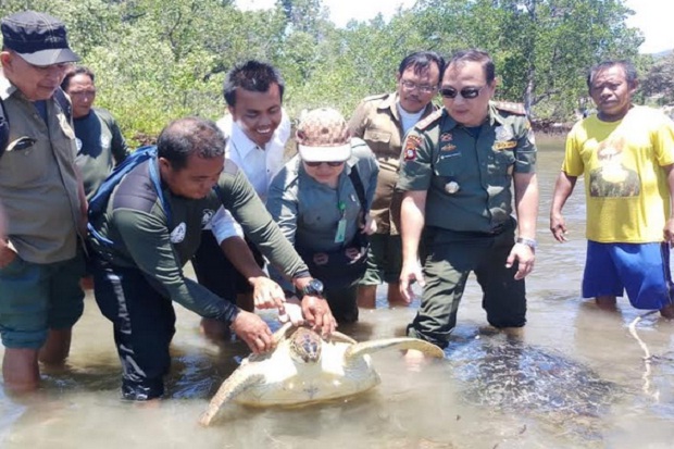 Terjerat Jaring Nelayan, 2 Ekor Penyu Dilepas ke Perairan Minahasa