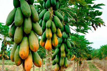10 Jenis Pohon Buah yang Cocok Ditanam di Pekarangan