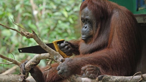Eksperimen Ilmiah Paling 'Gila' yang Pernah Dilakukan