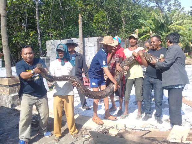 Usai Memangsa Kambing, Ular Piton Raksasa Penunggu Gunung Bentar Ditangkap Warga