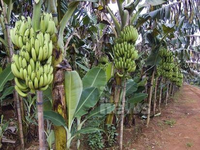 10 Jenis Pohon Buah yang Cocok Ditanam di Pekarangan