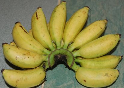 Daftar Varietas Pisang Terbaik Indonesia