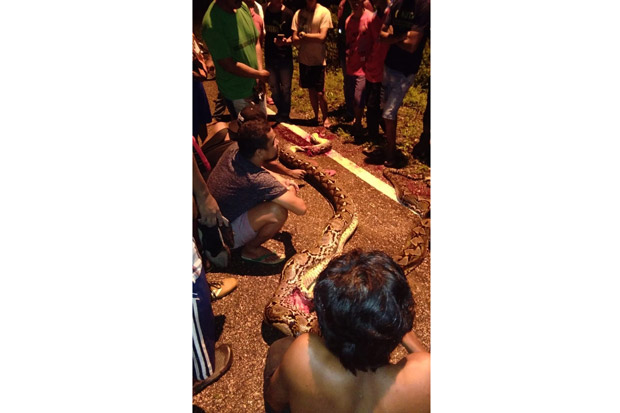 Mengerikan, Petani Buton Tewas Diterkam Ular Piton Sepanjang 7 Meter