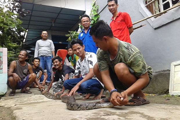Piton 8 Meter Ini Ditemukan di Kamar Rumah Warga Palembang