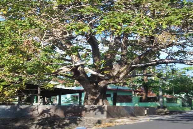 Misteri Banyuurip, Jati Kluwih, dan Watu Golong di Dlingo
