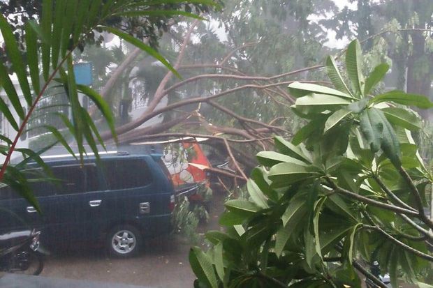 Hujan Badai, Pohon-Pohon Besar Bertumbangan Timpa Mobil di Semarang