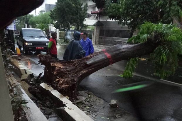 Hujan Badai, Pohon-Pohon Besar Bertumbangan Timpa Mobil di Semarang