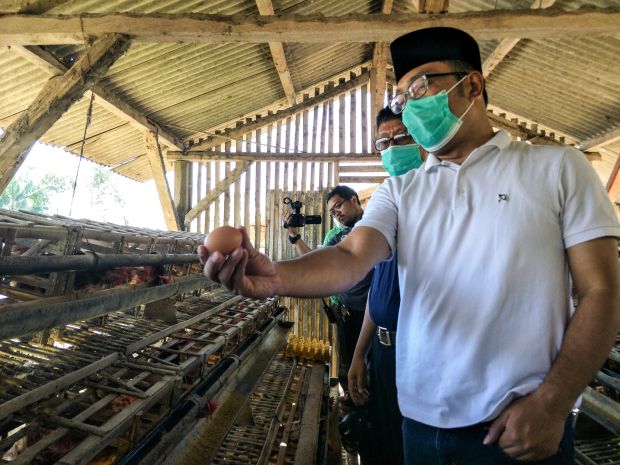 Ridwan Kamil akan Duplikasi Usaha Ayam Petelur Ciamis ke Daerah Lain di Jabar
