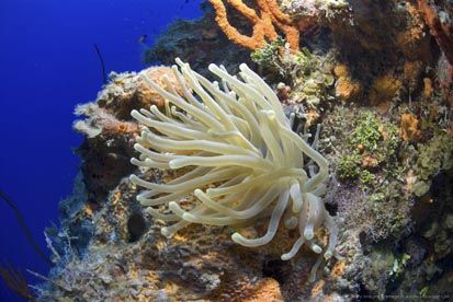 Terumbu Karang Terindah di Dunia, Raja Ampat Urutan Pertama