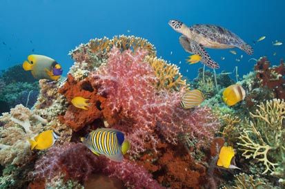 Terumbu Karang Terindah di Dunia, Raja Ampat Urutan Pertama