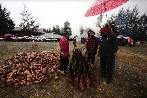 Redam Konflik, Bupati Puncak Papua Gelar Bakar Batu Keladi