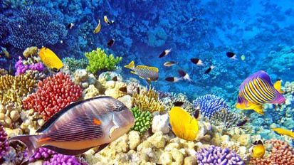 Terumbu Karang Terindah di Dunia, Raja Ampat Urutan Pertama