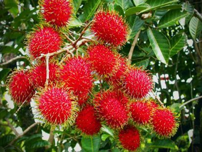 10 Jenis Pohon Buah yang Cocok Ditanam di Pekarangan