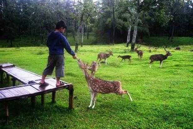 5 Destinasi Wisata Menarik Selain Kebun Teh di Puncak Bogor