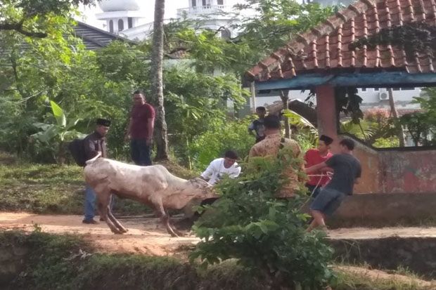 Sapi Ini Mengamuk Saat Akan Diperlihatkan kepada Mentan